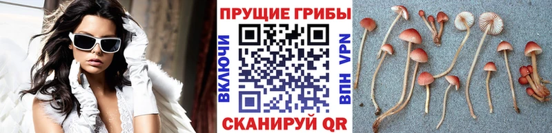 Псилоцибиновые грибы GOLDEN TEACHER  Удомля 